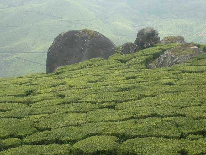 kannan-devan-tea-plantation-in-munnar
